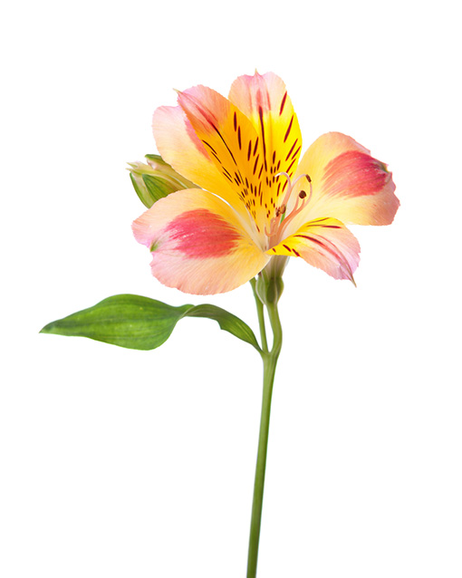 Alstroemeria